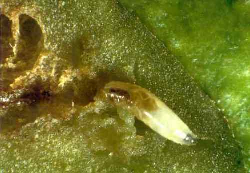 larva di 3º età