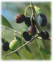 taggiasca olives